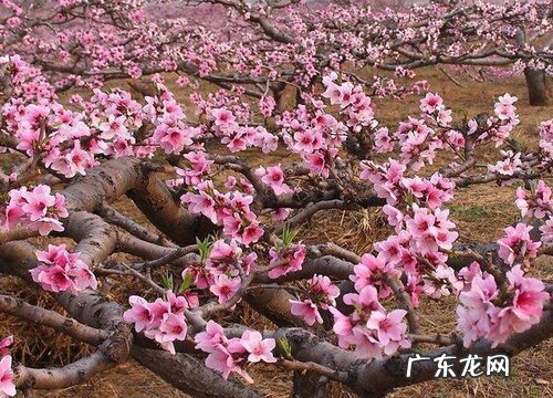 桃树开花时能浇水吗