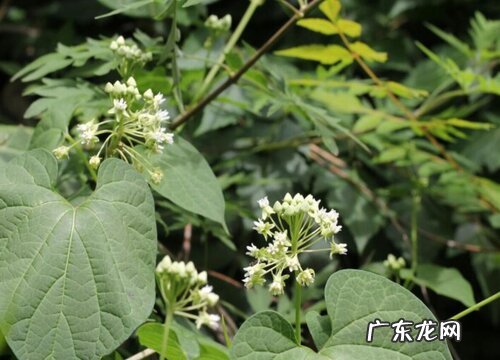 何首乌开花吗 开花是什么样子的