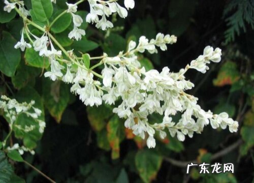 何首乌开花吗 开花是什么样子的