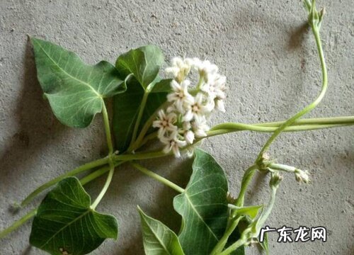 何首乌开花吗 开花是什么样子的