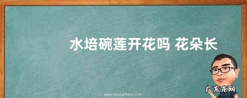 水培碗莲开花吗 花朵长的什么样子