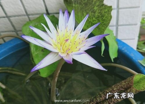 水培碗莲开花吗 花朵长的什么样子