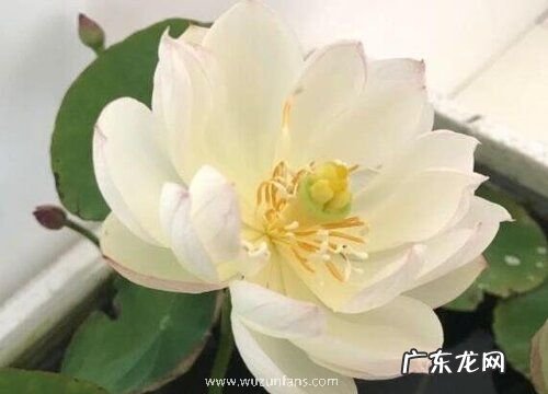 水培碗莲开花吗 花朵长的什么样子