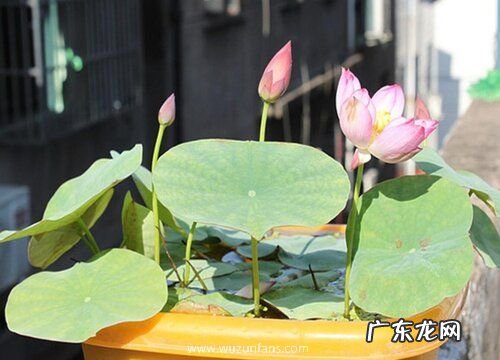 水培碗莲开花吗 花朵长的什么样子