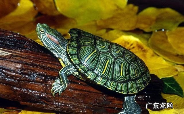 张嘴接食 乌龟怎样才算认可主人