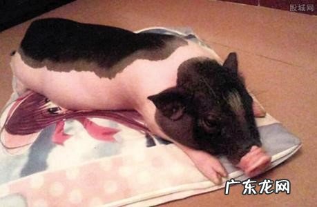 观察猪牙 宠物猪如何辨别真假