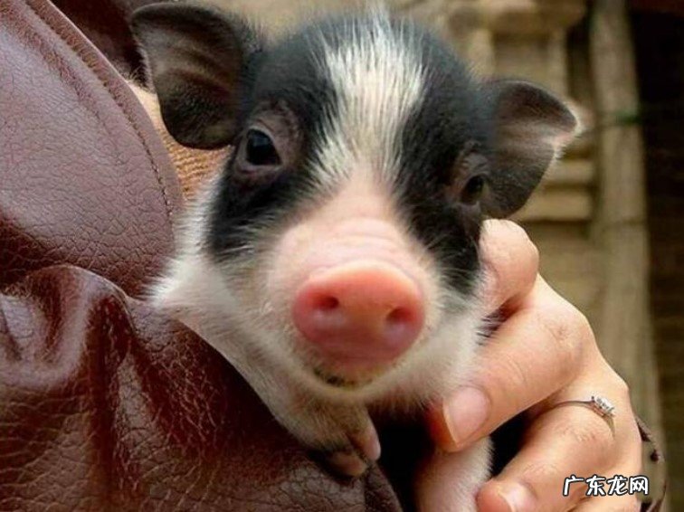 观察猪牙 宠物猪如何辨别真假