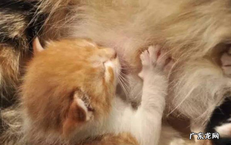 非常开心 猫咪踩奶是什么意思