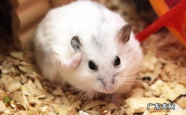 不要混养 新手养仓鼠注意事项