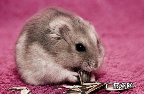 不要混养 新手养仓鼠注意事项