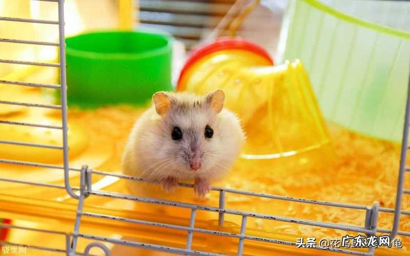 不要混养 新手养仓鼠注意事项
