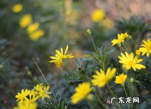 黄金菊是常绿植物吗