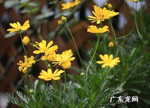 黄金菊是常绿植物吗