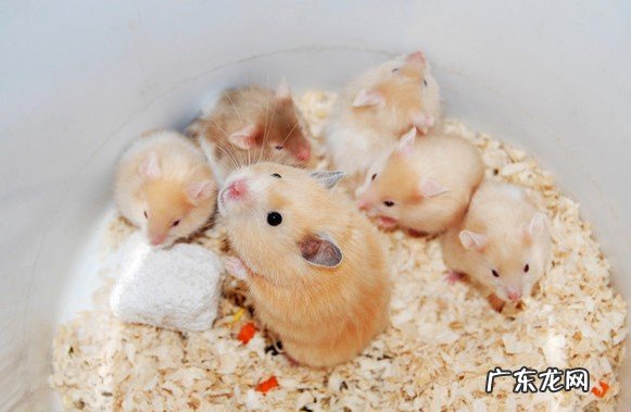 不能洗澡 养仓鼠的禁忌有哪些