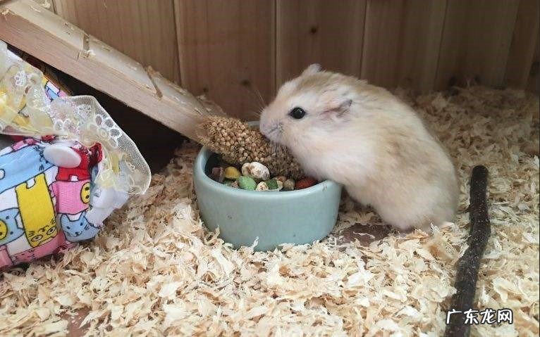 不能洗澡 养仓鼠的禁忌有哪些