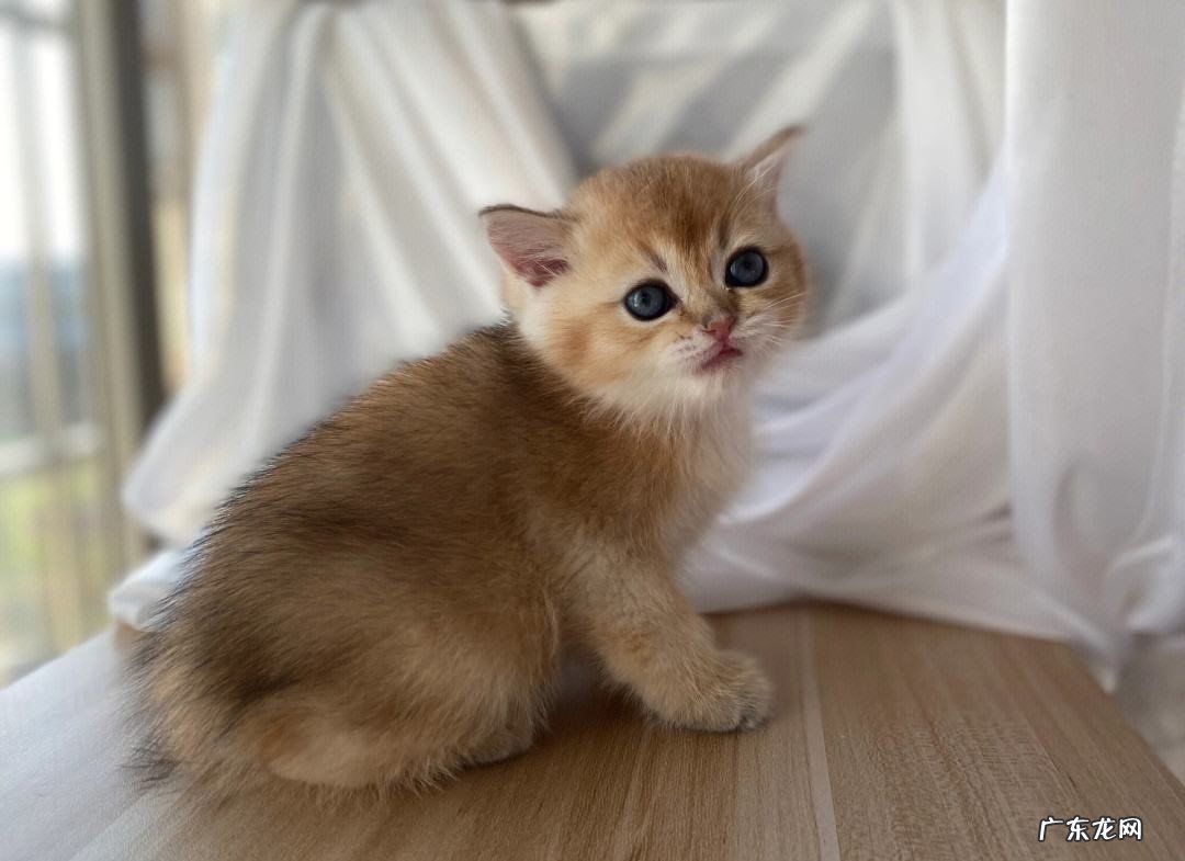 颜值高 金渐层的优点是什么