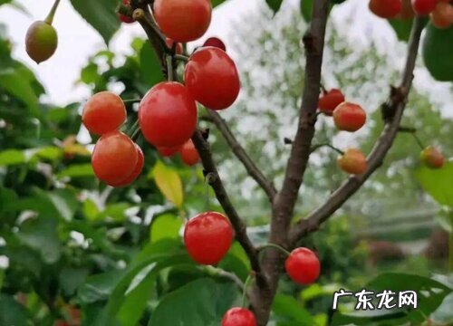 太和樱桃什么时候成熟
