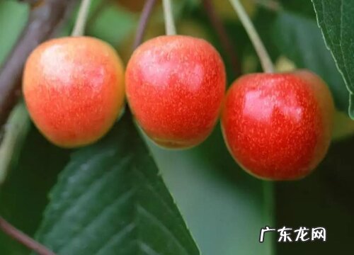 太和樱桃什么时候成熟