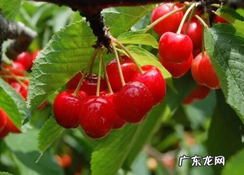 太和樱桃什么时候成熟