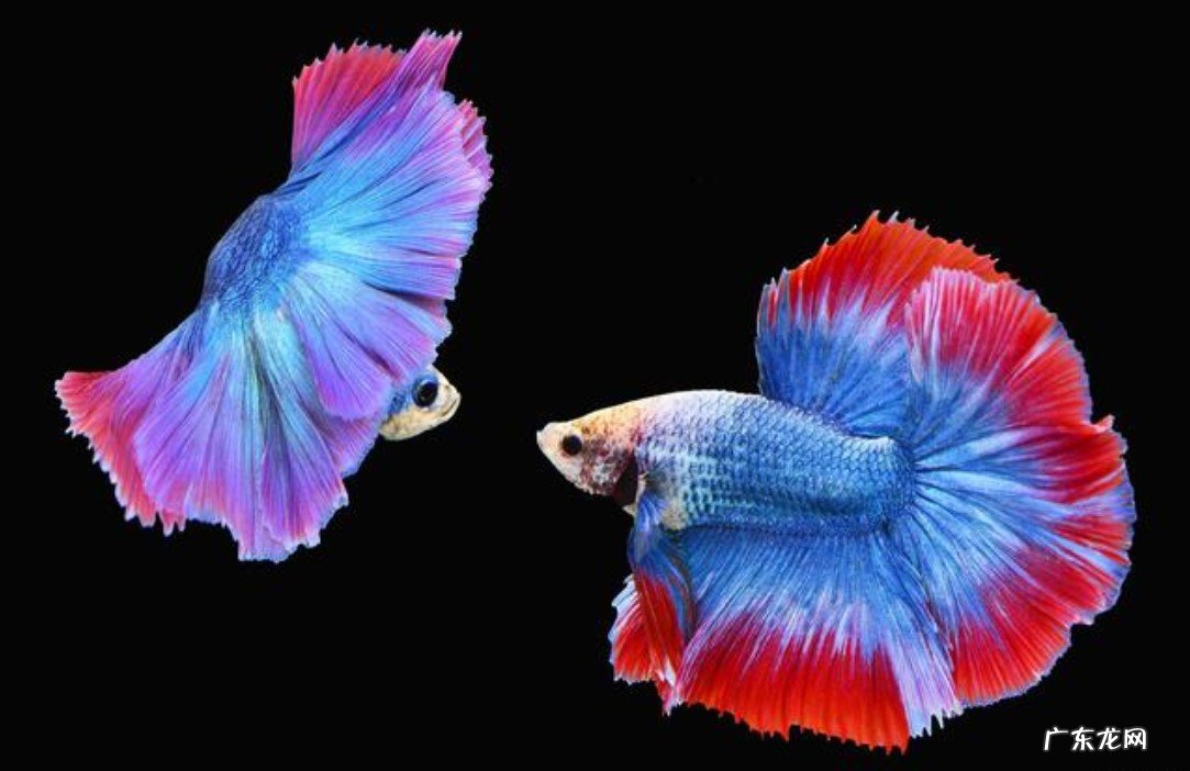 罗汉鱼 哪些品种的鱼有灵性