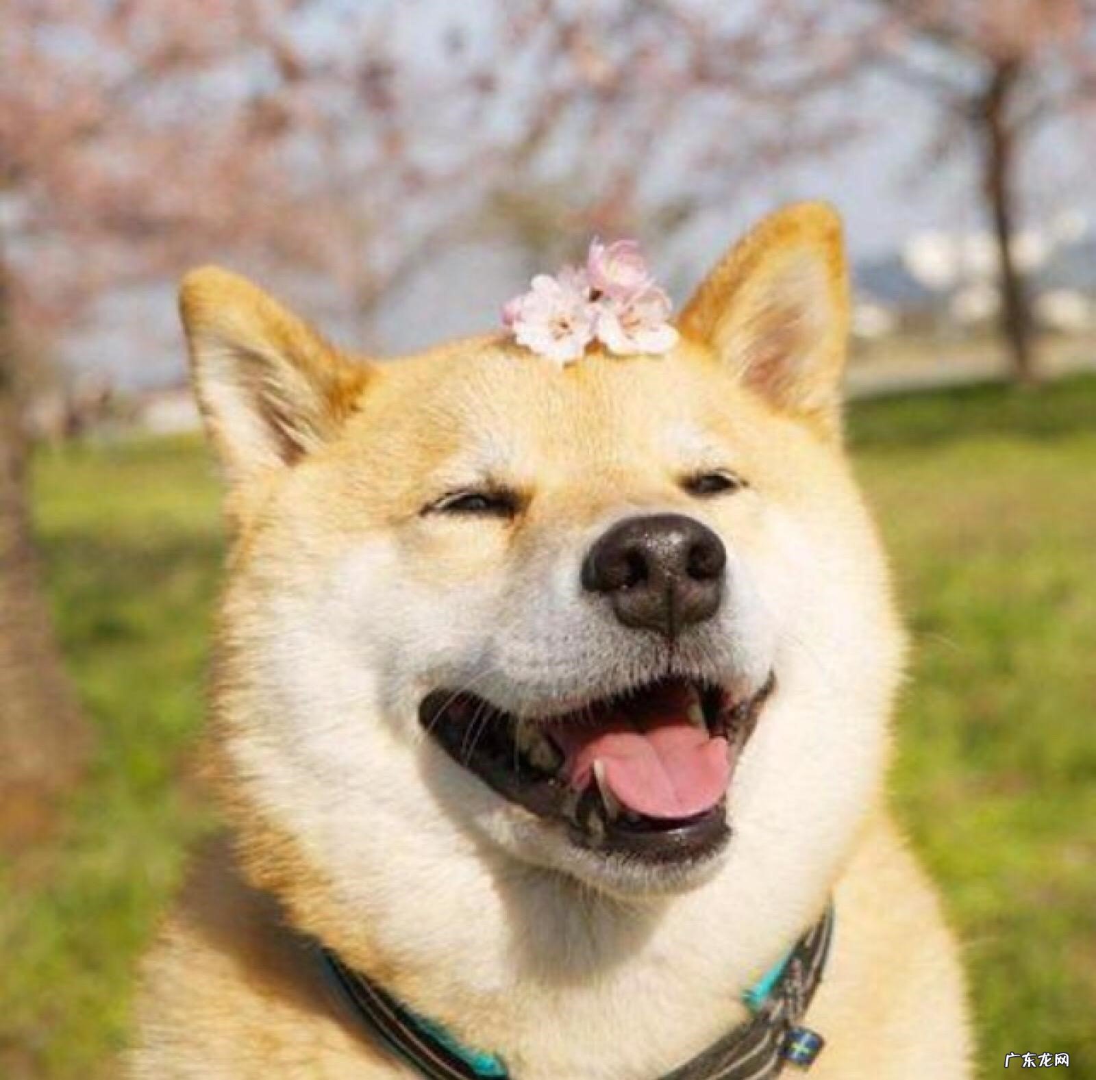 萨摩耶 哪怕钱再多也不能养的狗狗品种是什么