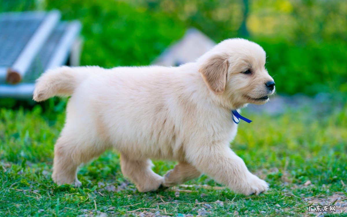 调皮 金毛的缺点是什么