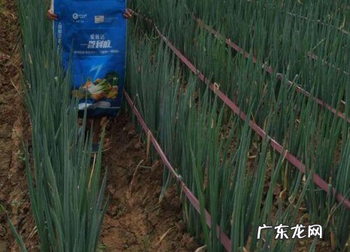 大葱什么时候成熟