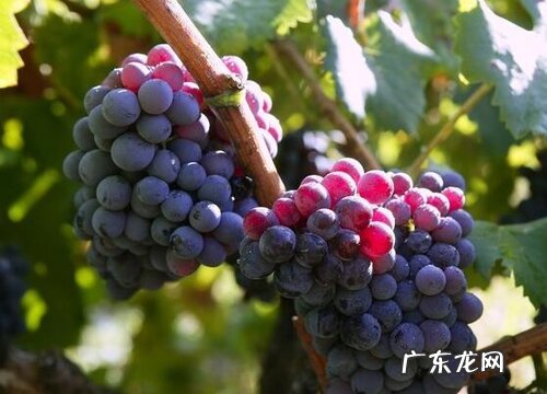 北方葡萄什么时候成熟