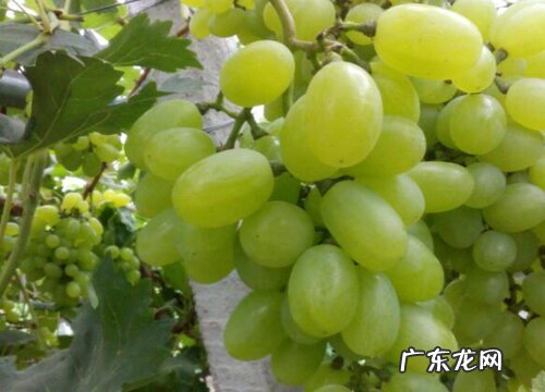北方葡萄什么时候成熟