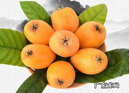 西昌枇杷什么时候成熟