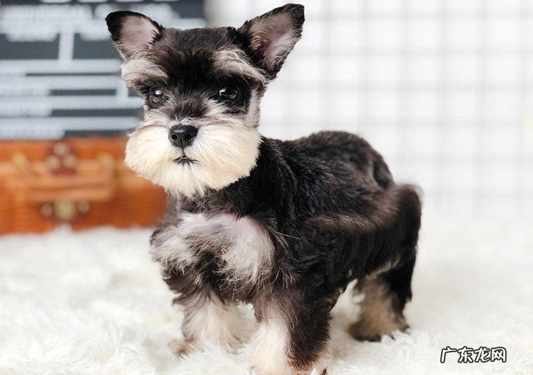 比格犬 看家护院的小型犬有哪些