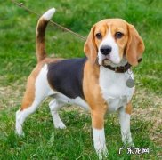 比格犬 看家护院的小型犬有哪些