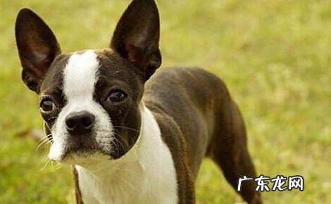 比格犬 看家护院的小型犬有哪些