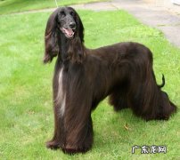 比格犬 出了名的傻狗有哪些