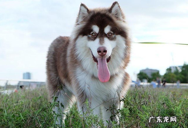比格犬 出了名的傻狗有哪些