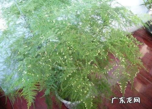 文竹能开花吗 养多长时间能开花
