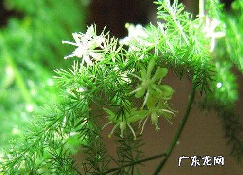 文竹能开花吗 养多长时间能开花