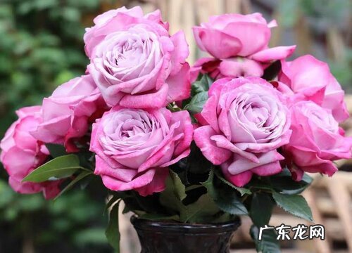 紫魂香水月季是藤本还是灌木