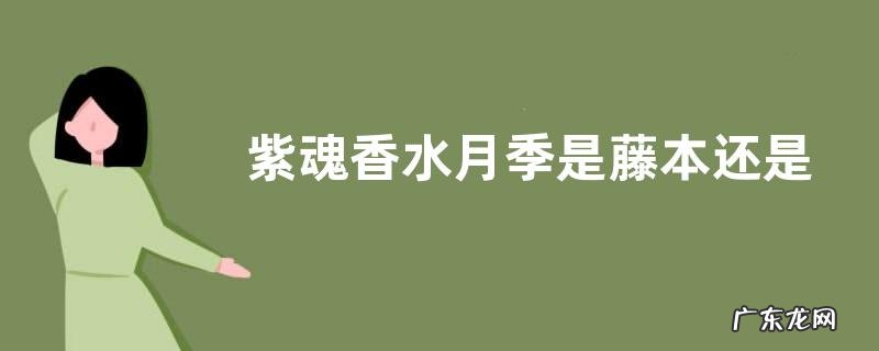 紫魂香水月季是藤本还是灌木
