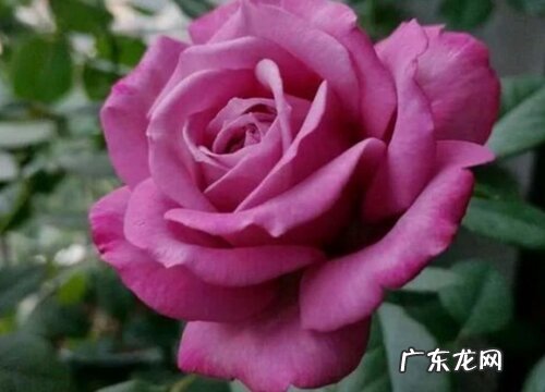 紫魂香水月季是藤本还是灌木