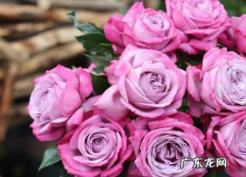 紫魂香水月季是藤本还是灌木