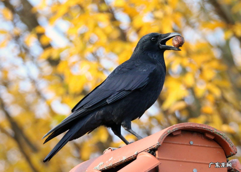 乌鸦 哪些动物进家寓意不好