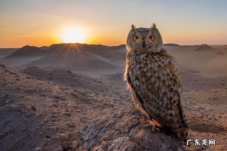 乌鸦 哪些动物进家寓意不好