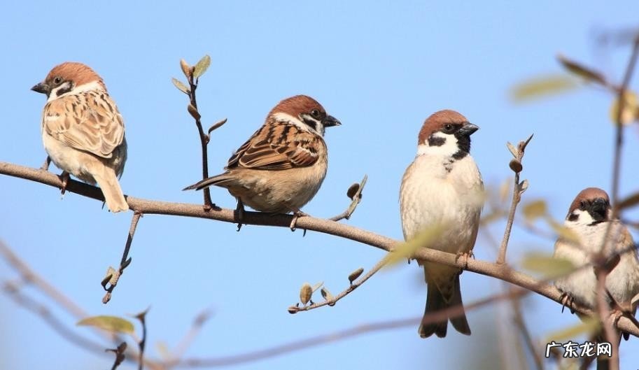 乌鸦 哪些动物进家寓意不好