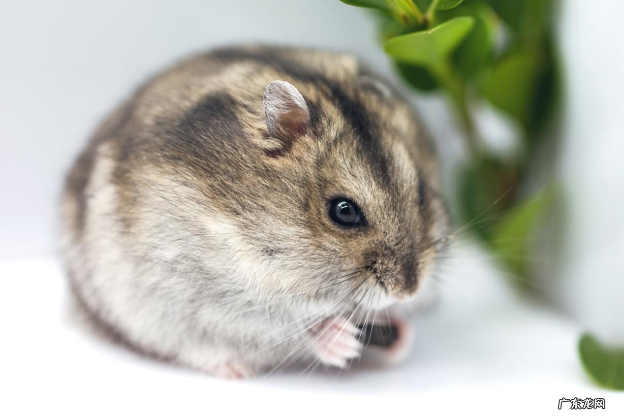 龙猫 哪些宠物干净又没体味