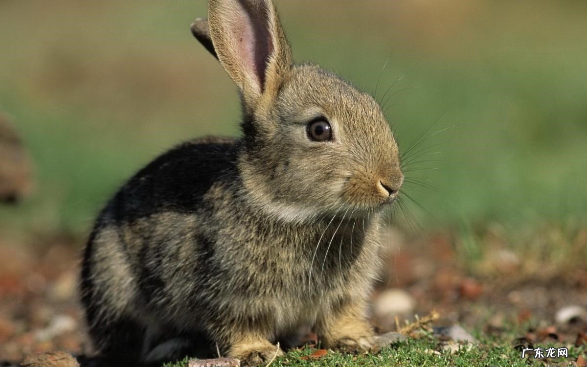 龙猫 哪些宠物干净又没体味