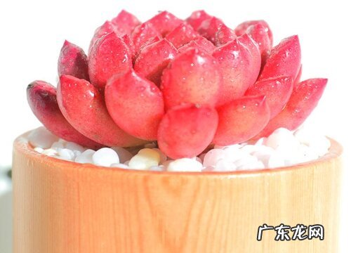 红宝石徒长怎么办