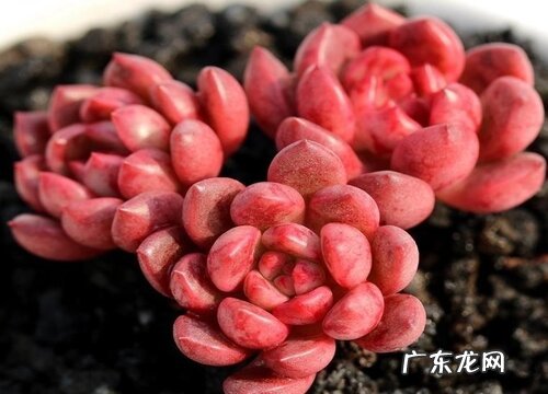 红宝石徒长怎么办