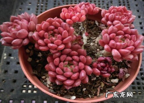 红宝石徒长怎么办