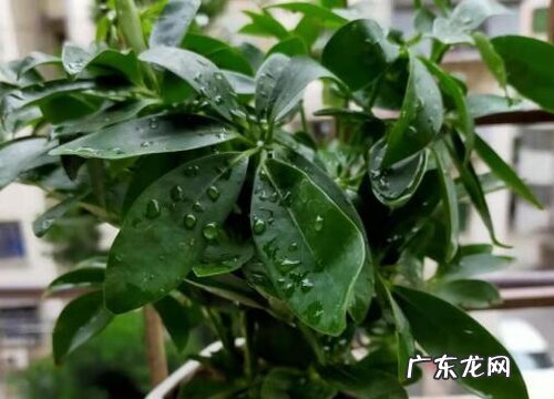 鹅掌怎么养才能更旺盛